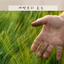유기농 새싹보리 효능 영양성분, 새싹보리 분말 올바른 복용법 먹는법 정리!