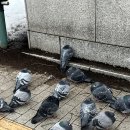 2024-0205-0235 | [2024 삿포로 여행기] Day 4 비에이투어 엔데이트립 패치워크로드, 비에이역, 크리스마스트리, 탁신관...