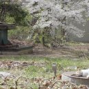 나와고양이 이미지