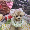 도그유토피아 살롱 이미지