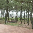 병곡1리 고래불해수욕장 이미지