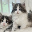 시바견분양.kr 이미지