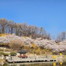 세븐일레븐 꿈의숲 효성점 | 여기가 진짜 서울 벚꽃 명소인데요 북서울꿈의숲