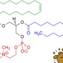 (주)아민소프트 | 레시틴(Lecithin) 건강 보조제의 이해