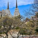 청라 문화1공원 족구장 | 대구 청라언덕 목련 실시간 개화(구름다리 포토존, 영상有) + 시기, 주차장 등