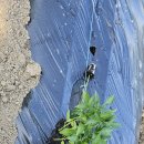 신흥종묘사 이미지