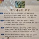 기대염소탕 | 세종시 맛집 세종청사 용포맛집 황칠흑염소탕 후기