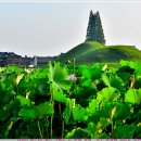 [230728-5. 금.]-[연꽃 핀 아침 풍경-경주 황남동 고분군]-[00] 이미지