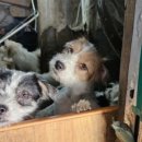 로얄동물메디컬센터w 이미지