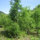 삼복농장 이미지