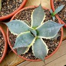 씨-스타 이미지