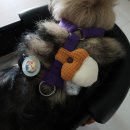 언니네강아지 | 강아지 가슴줄 악세사리 만두언니네 도토리와 다람쥐 선물