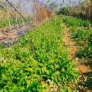 삼태리농장 이미지