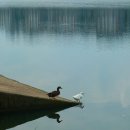 원천오리 이미지