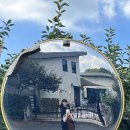 산덕리 | 8월 꽃구경 배롱나무 명소, 담양 명옥헌 원림 다녀온 후기