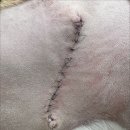 다산아이동물병원 이미지