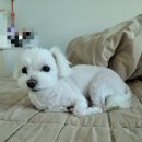 복터진강아지 이미지