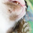 모두애동물병원 이미지