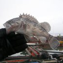 수진좌대2 이미지