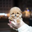 톰퍼피 강아지분양 이미지
