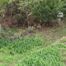 선산대로-4 이미지