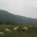 대관령한우타운 - 평창군 | 대관령한우타운