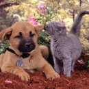 이쁜 강아지 이미지