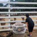 대지사슴농장 이미지