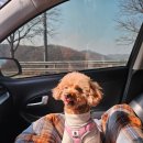 댕스파크 이미지