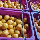 표선농업협동조합 농산물산지유통센터 이미지