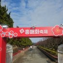 신안 임자도 홍매화축제 대광해수욕장 홍매화 아직 만개하지 않아 퍼플 섬 지도 천사의 섬 여행 남도 여행 목포 여행 이미지