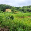 도그랜드 이미지