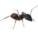 집에 자주 출몰하는 개미, 초파리, 말벌, 민달팽이 벌레 퇴치법 이미지