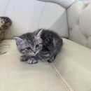 도그마루 강아지고양이 무료분양 이미지