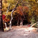 삼거리 당숲내 | 군포 속달동 동래정씨종가 덕고개당숲 정난종선생묘