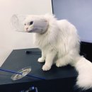 도트 이미지