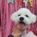 더(The)예쁘개 이미지