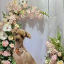 몽띠끄펫 이미지