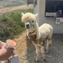 지안목장 이미지