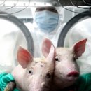 미니 축산 이미지