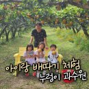 누렁이과수원 | [서울근교] 안성 아이랑 갈만한곳 배따기 체험 - 누렁이 과수원