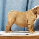 포켓불독 이미지