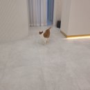 바하 고양이 병원 이미지