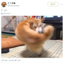 기묘한강아지 네이버블로그