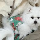 망원견 애견유치원&애견호텔 이미지