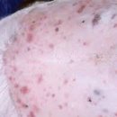 본바른 동물의료센터 이미지