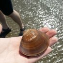 몽산포파인 이미지