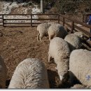 동양목초 이미지