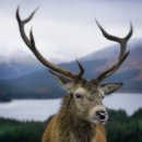 장수녹용 이미지