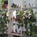 아이차오 이미지